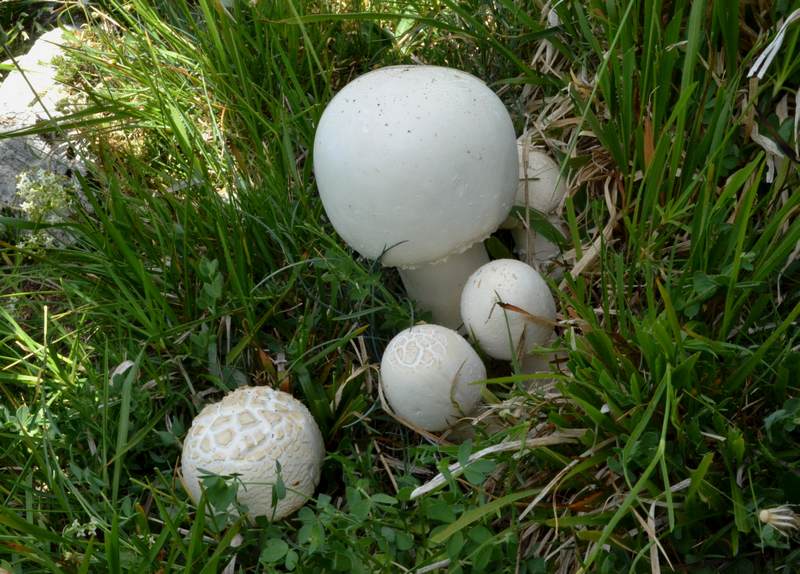 in alta quota nei miei Sibillini